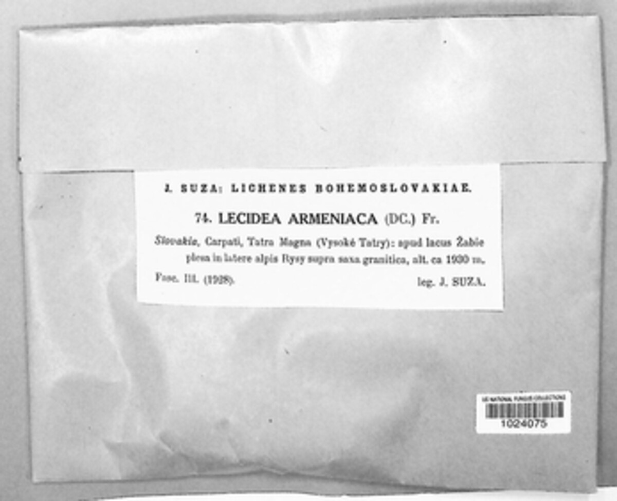 Tephromelataceae image